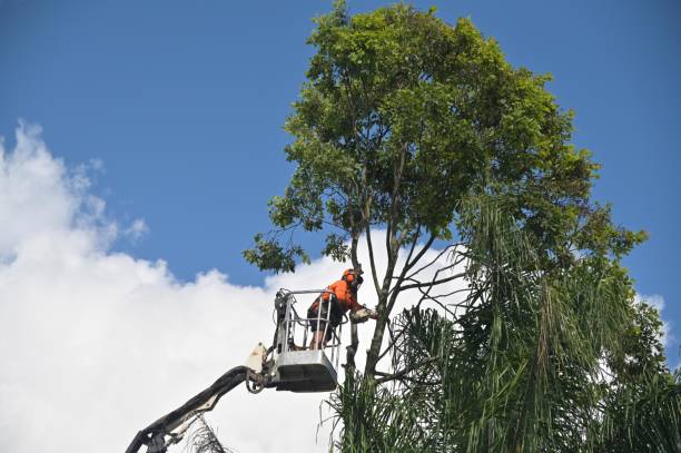 Best Emergency Tree Removal  in Cache, OK